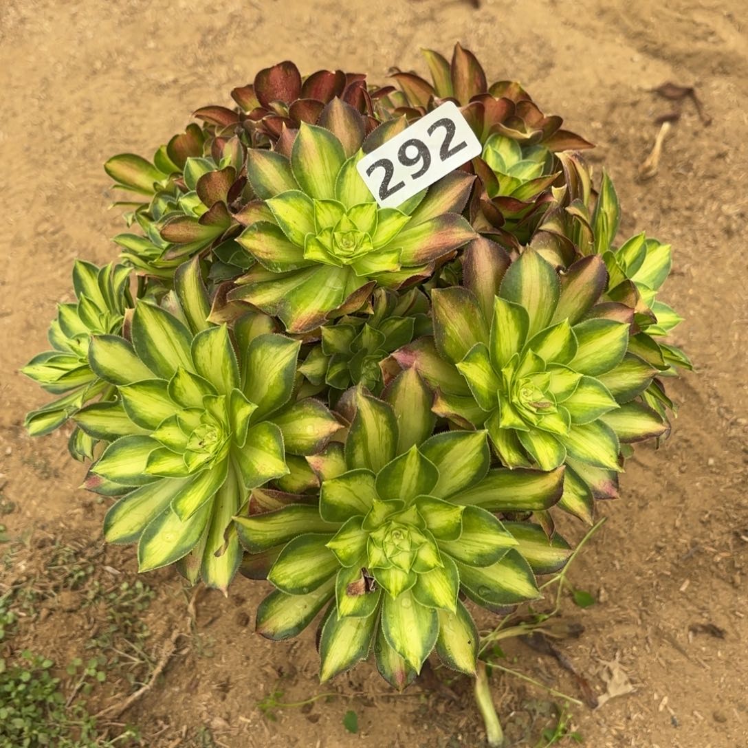 292韶华多肉不包损