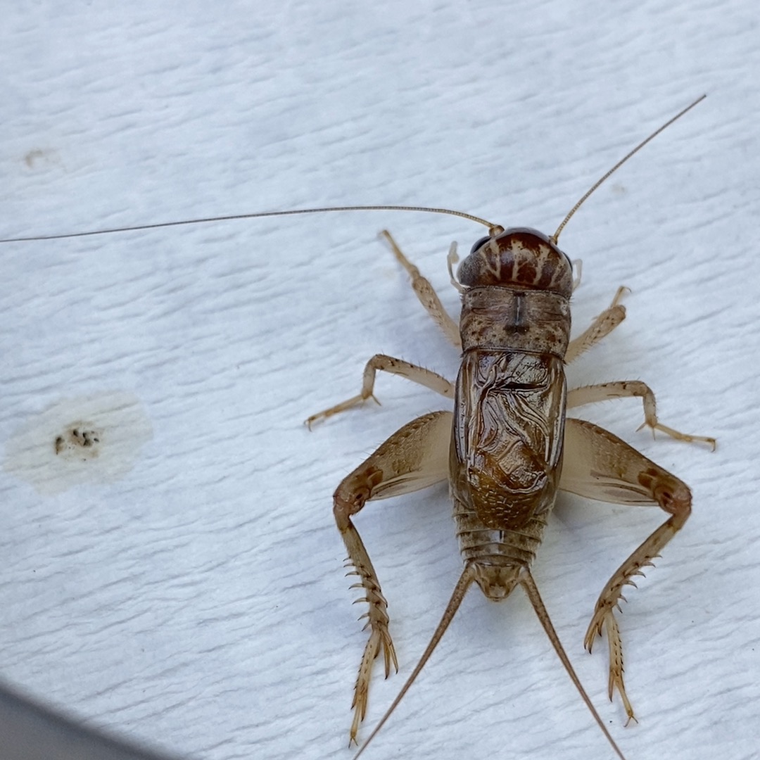 鲁宁精品冬版白虫蟋蟀蛐蛐（一物一拍，图片仅供参考）