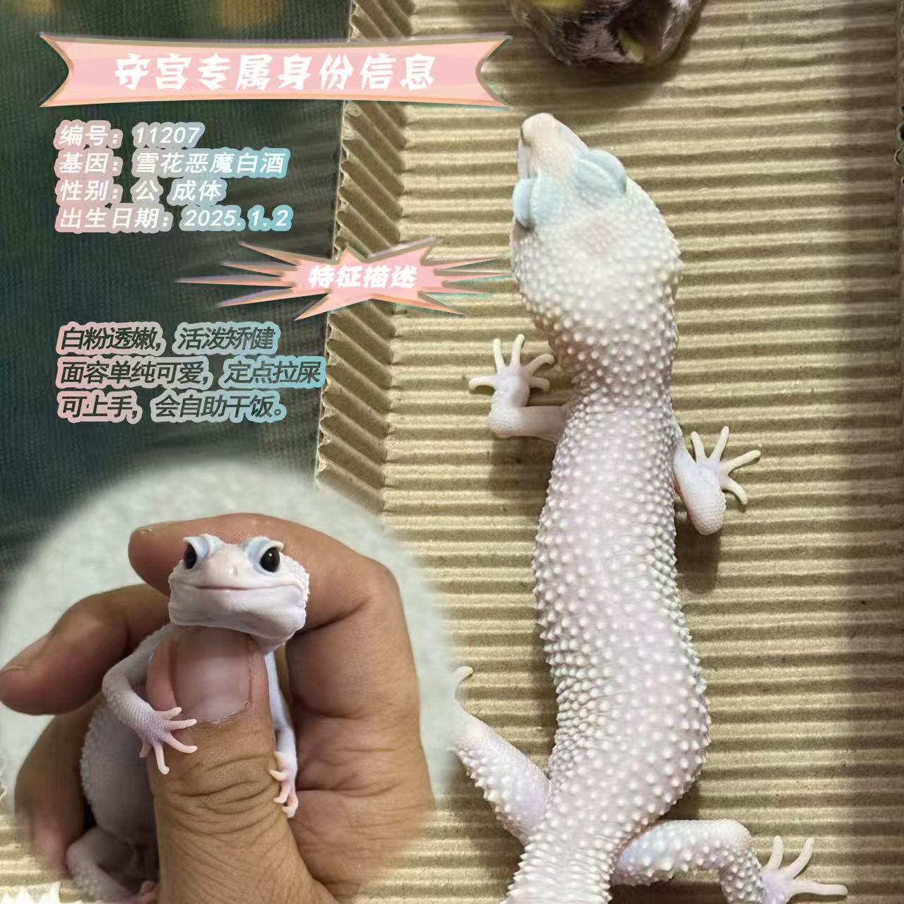 豹纹守宫活体宠物温顺可爱易养适合新手入门