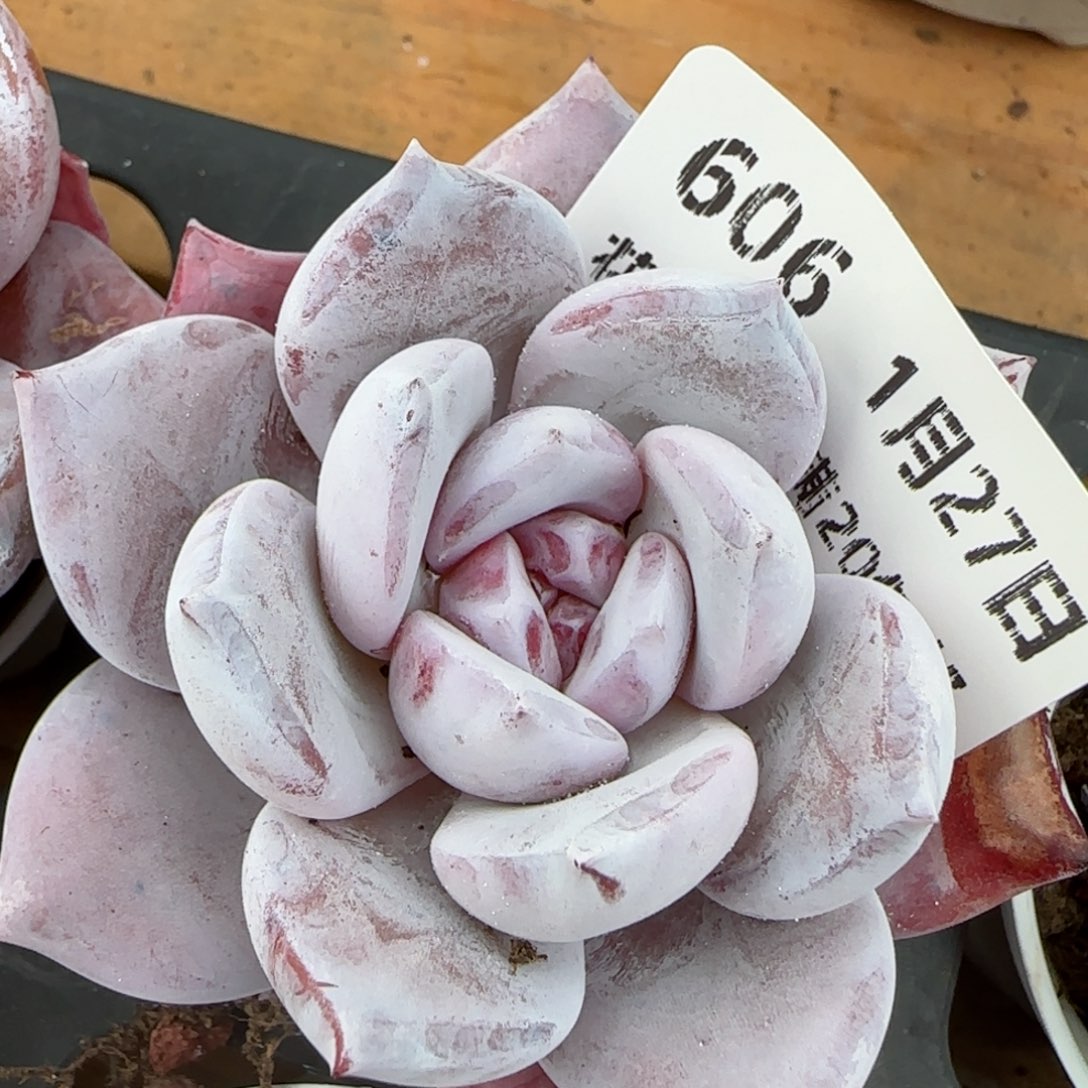 花语逸镜0127-606