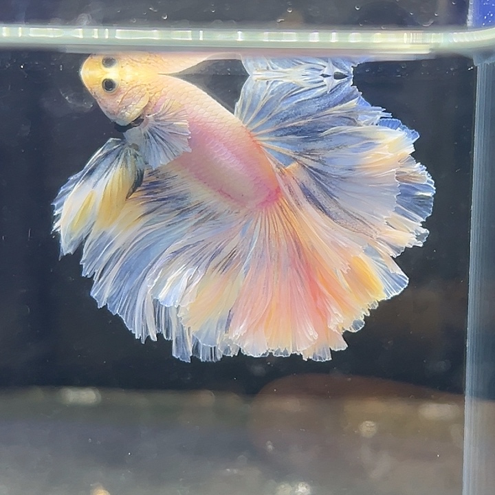 斗鱼4号厚厚蓬松的棉花糖