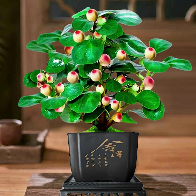 【20果 精选A货】菩提盆栽带果老桩菩提树盆景中式禅意办公室植物