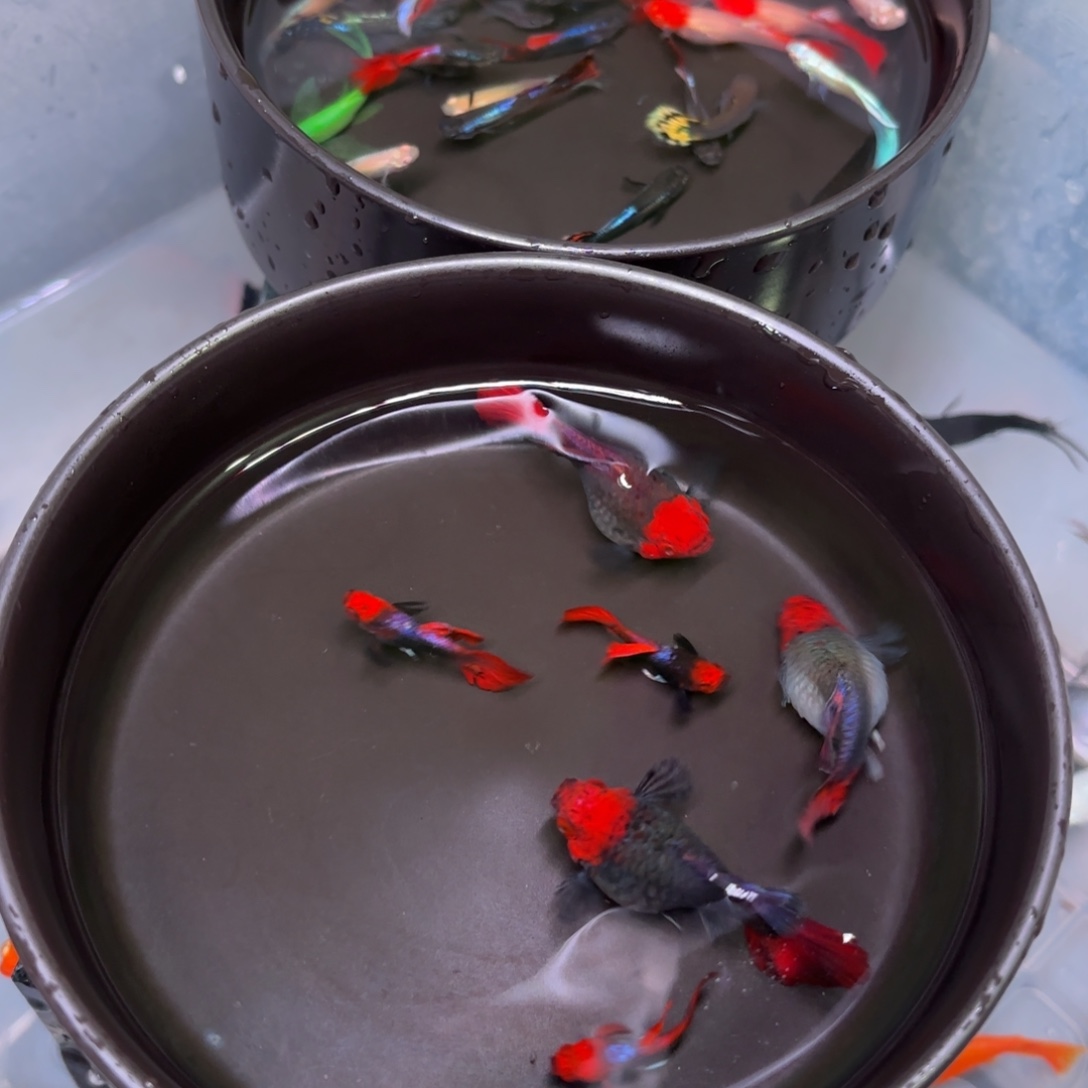 孔雀鱼深海蓝贵族种鱼4+2备损