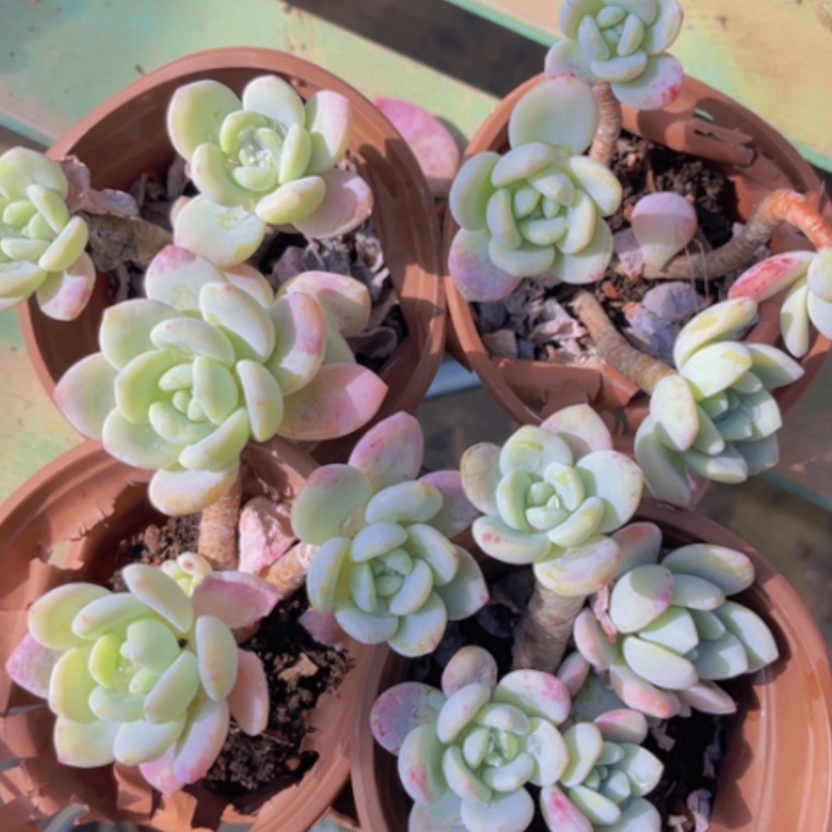 【闪购商品】冷香1350