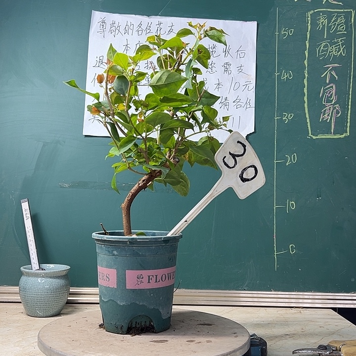 当前无花栽培后可以开花造型 暗斑夕阳红 30