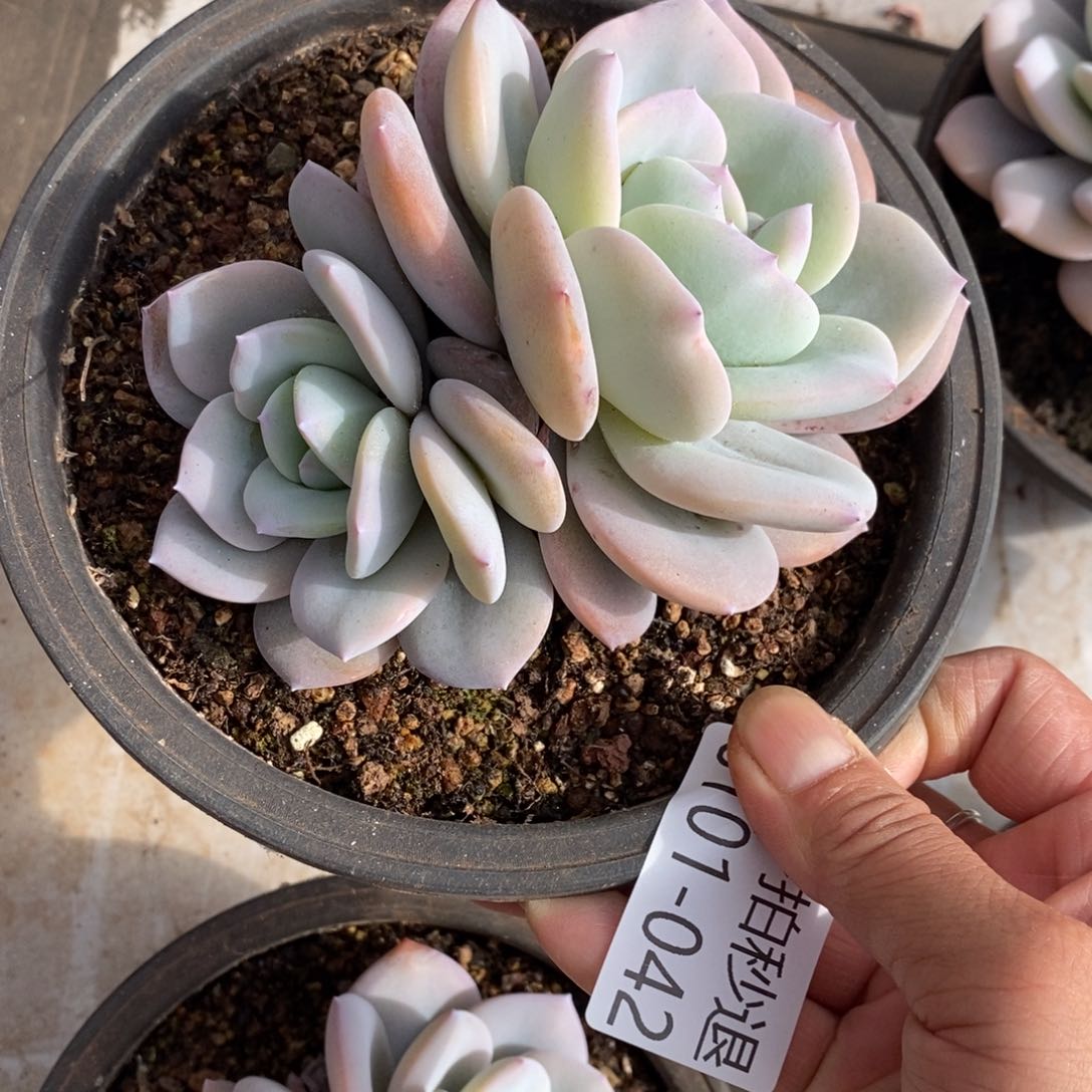 两单包邮0101-42奶茶