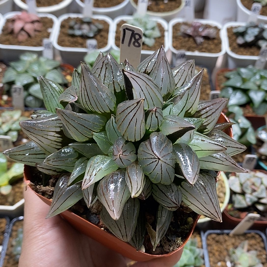 178西瓜大母本十二卷