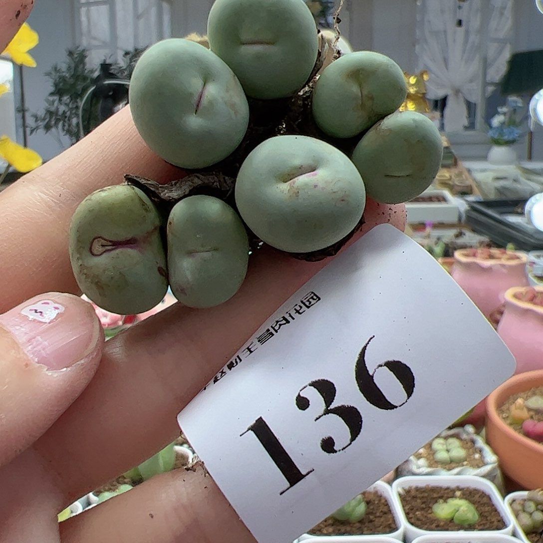 【闪购商品】136 开播福利