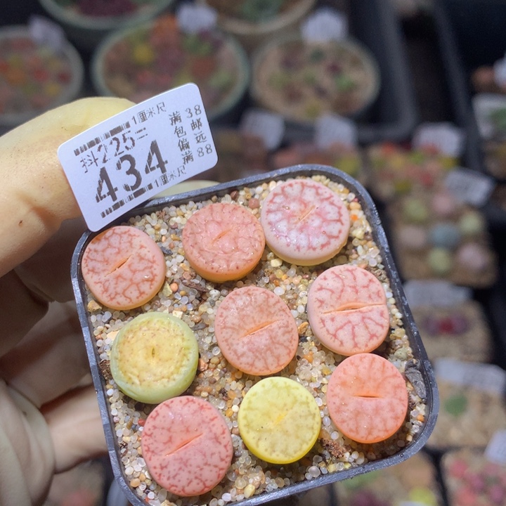 精品生石花225.434
