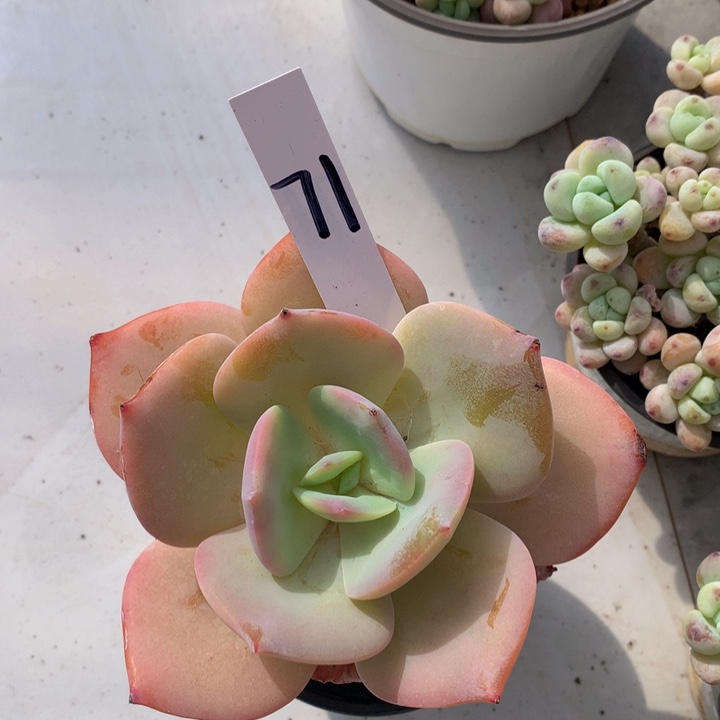 多肉植物27272727373738