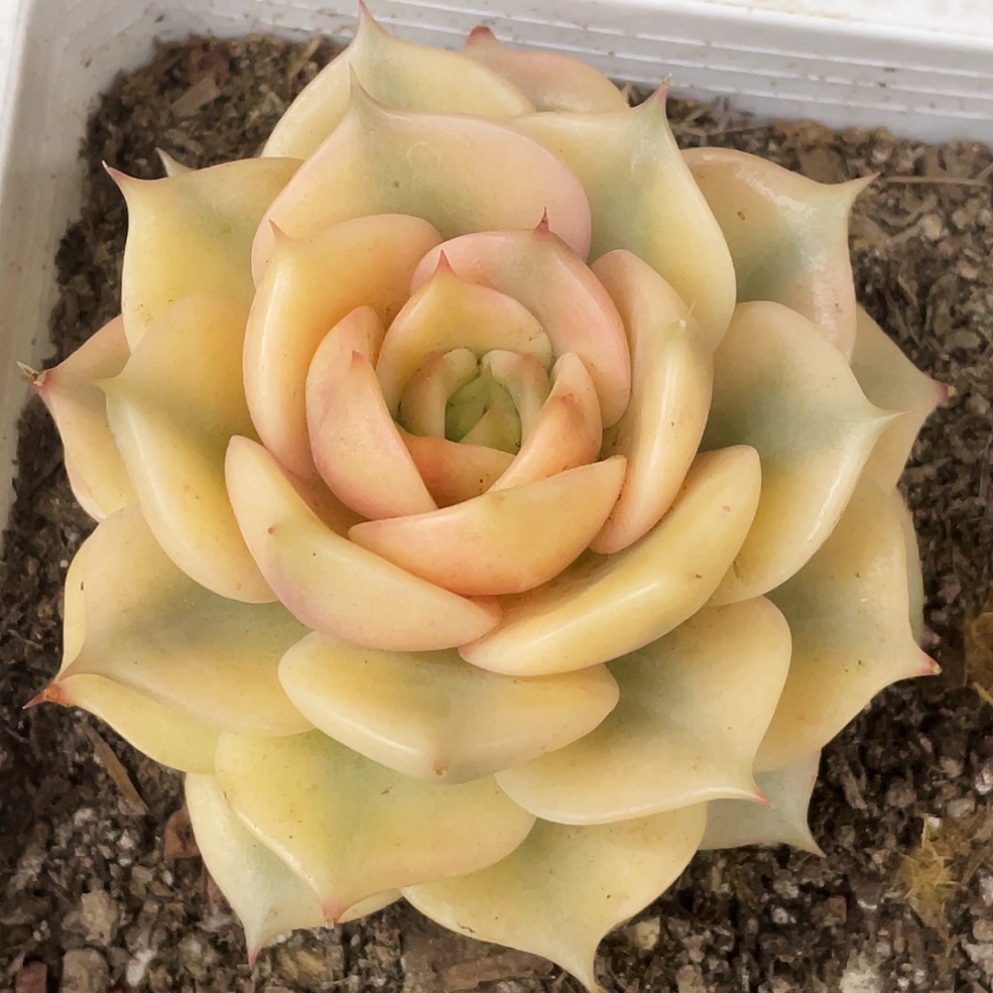 单头贝加尔湖锦一颗