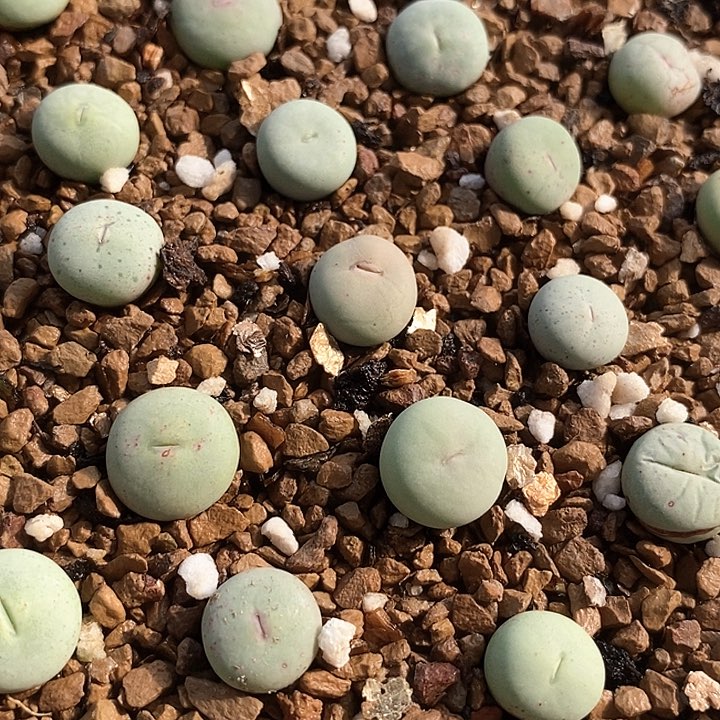 16723小红嘴sub一颗      