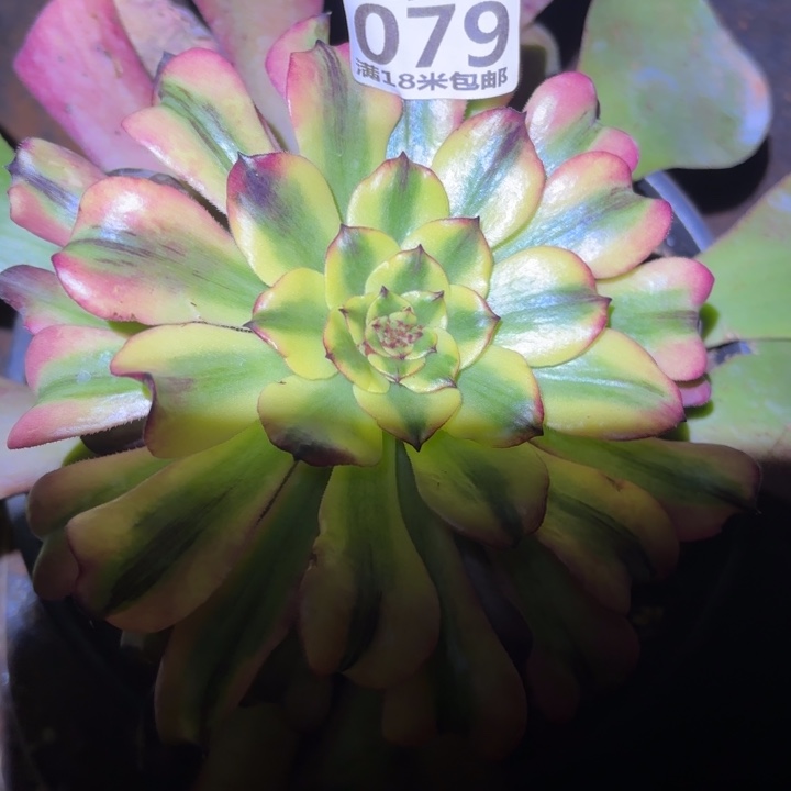 079佛光掌心多肉法师锦不包侧枝断枝