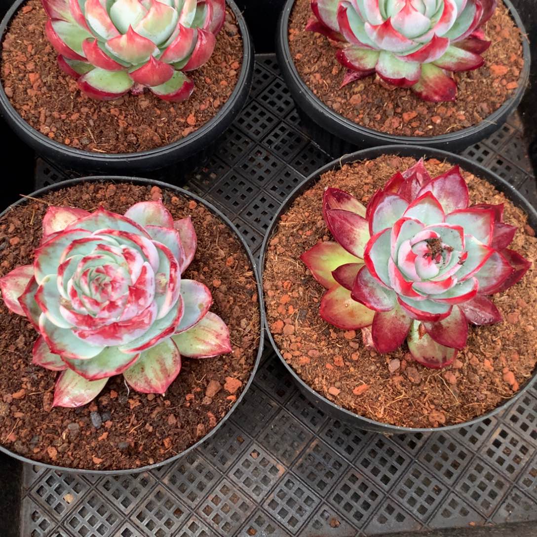 @690多肉植物惊鸿，11厘米起