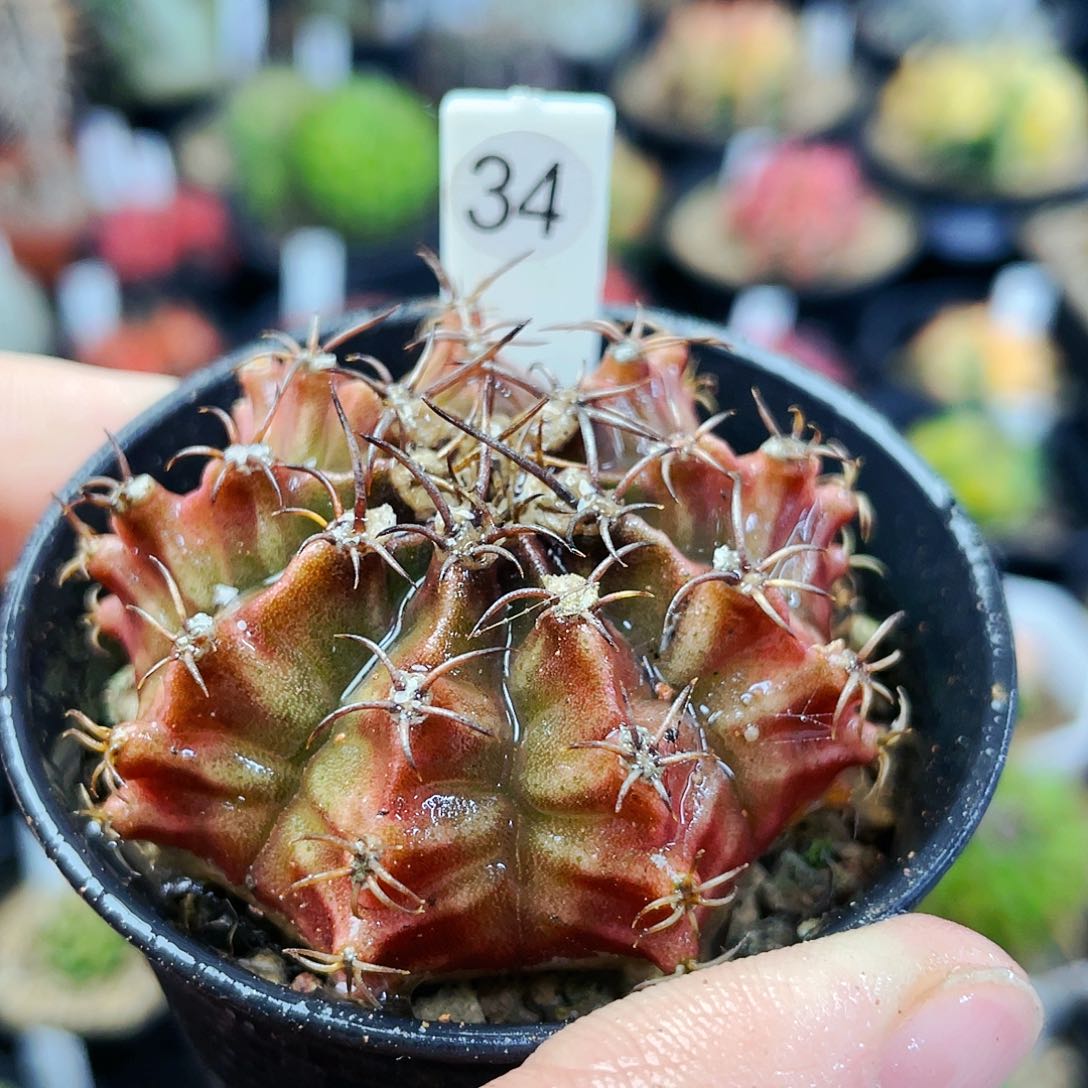 非偏远地区满25包邮发货仙人球