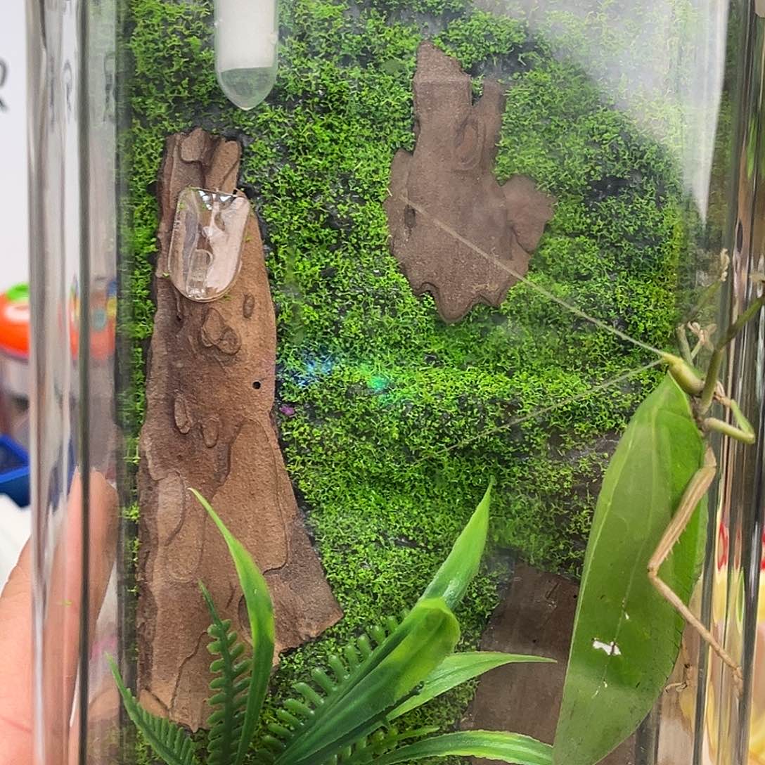 生态箱➕素贝哈哈哈
