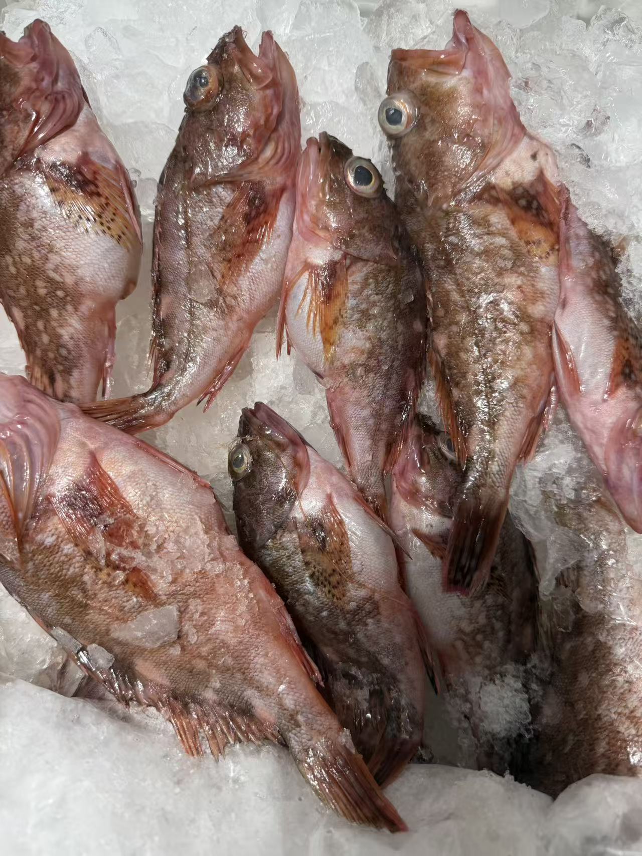 [东海本港石九公3斤]东海野生海捕石九公小网海鲜顺丰包邮杂鱼