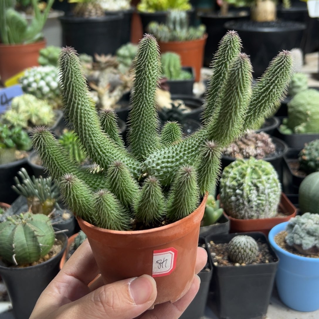 米****啊修罗带盆11111111