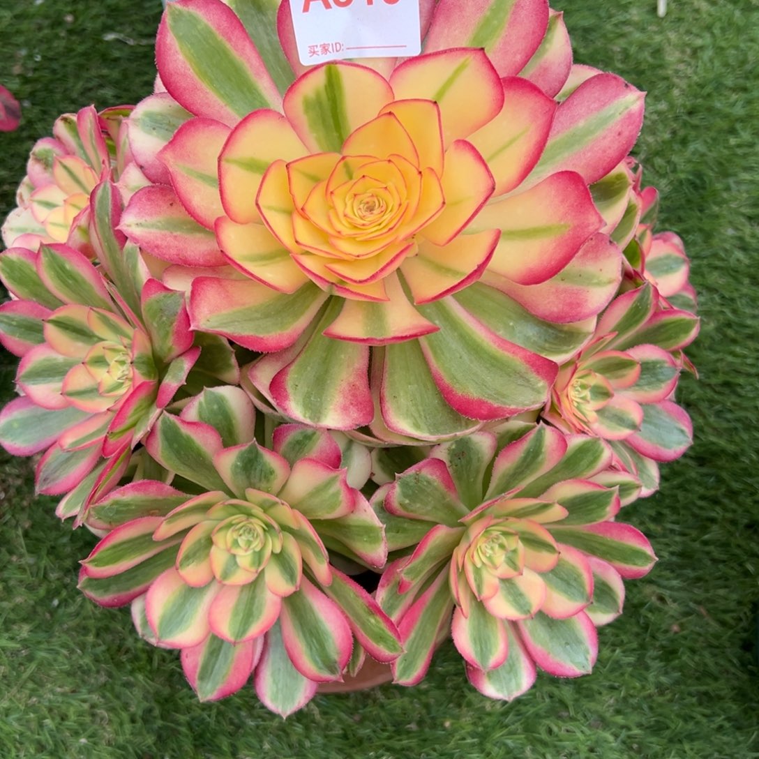 319，倾城多肉植物法师