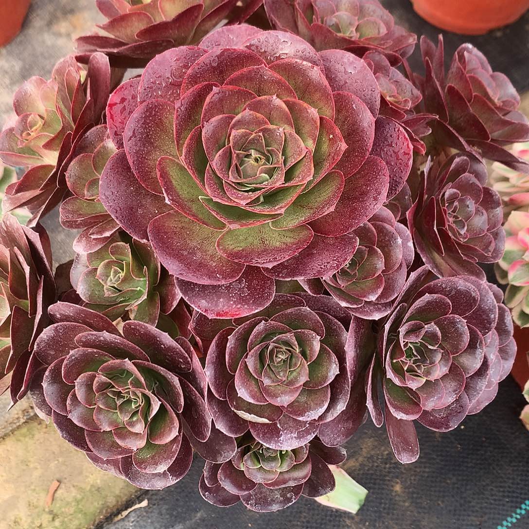 范***华完全开放魅金法师图片植物多肉
