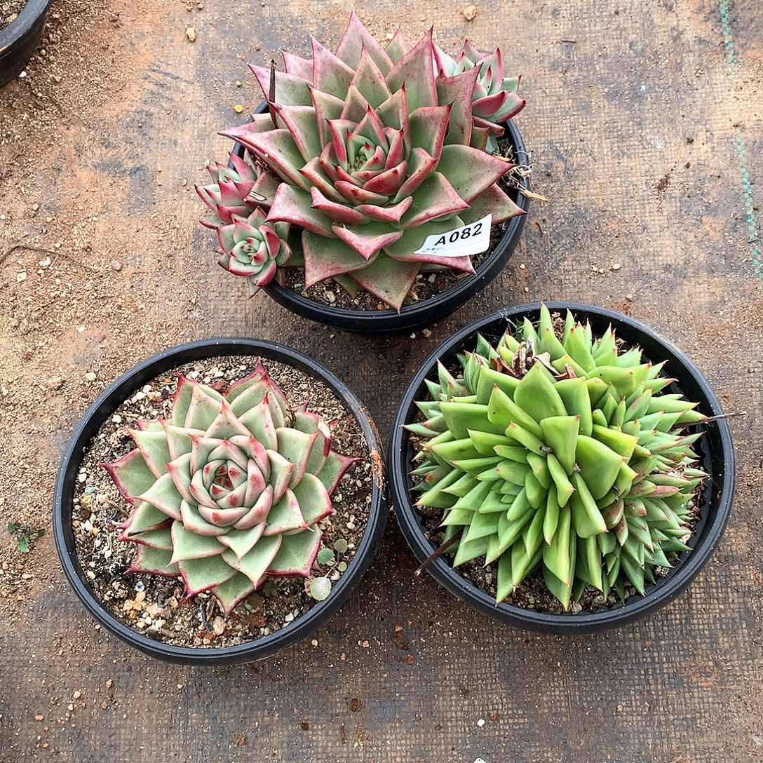 若茹东云组拍A082