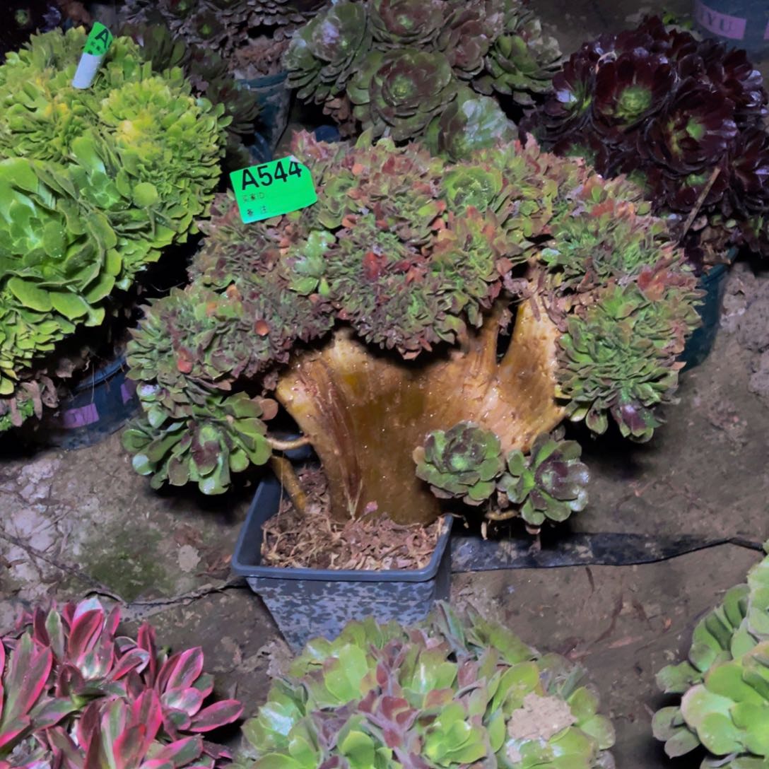 玫瑰法师缀化5-56