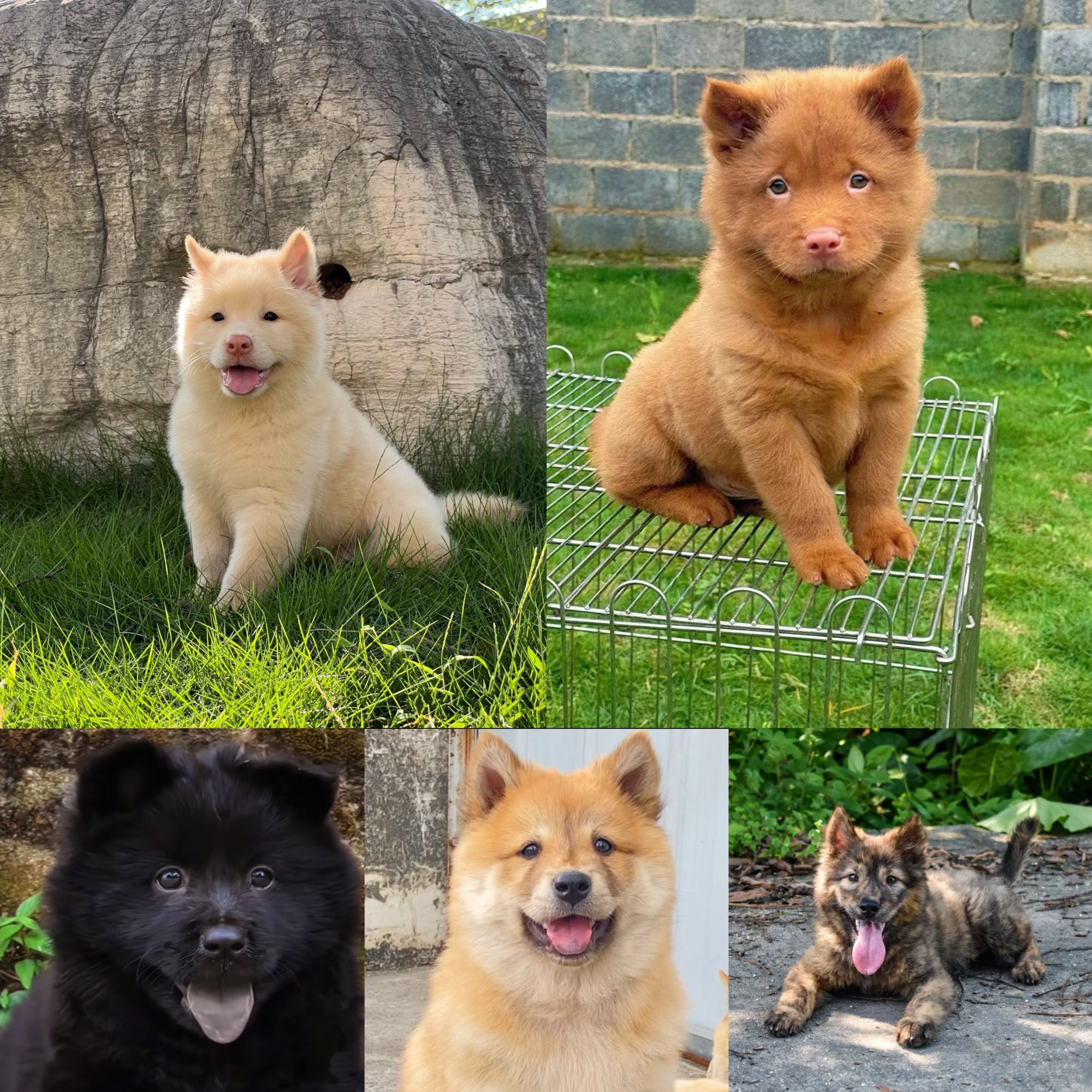 广西玉林田园犬( 阿龙) 中华田园犬土猎犬土松犬四眼通用活体链接