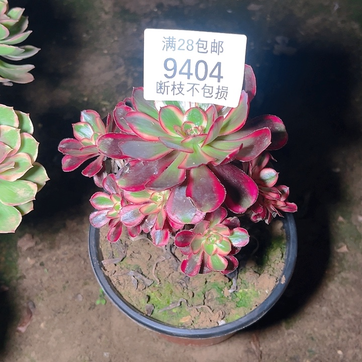 情***浅9404香奈儿多肉植物