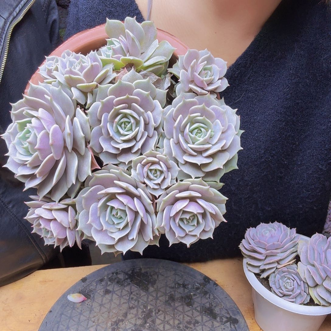 ****猫手捧露哪连一物一拍一物一拍