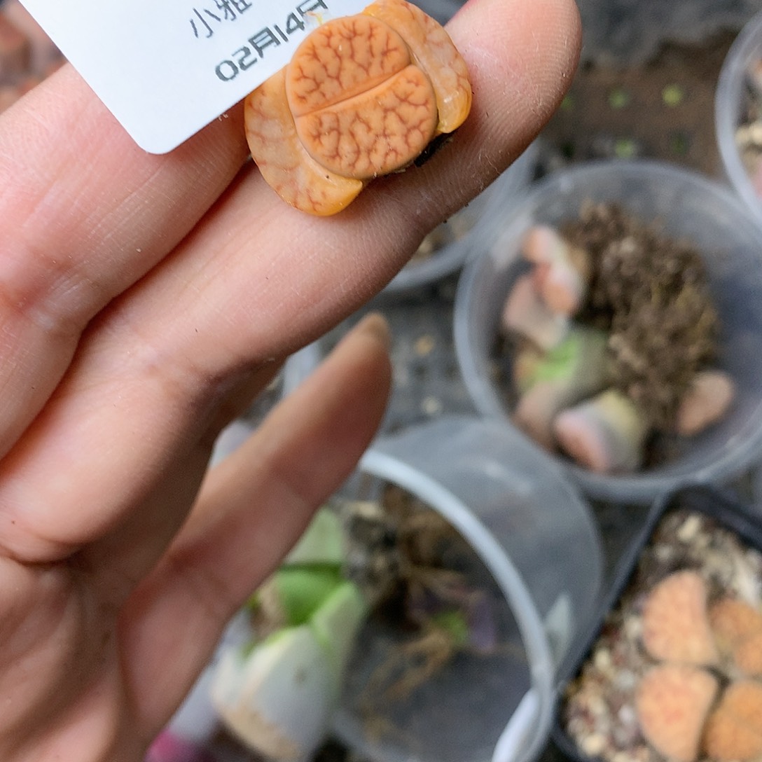 K118多肉植物保护研究所