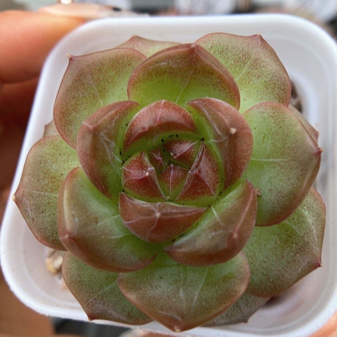 绿葡萄可拍926号。