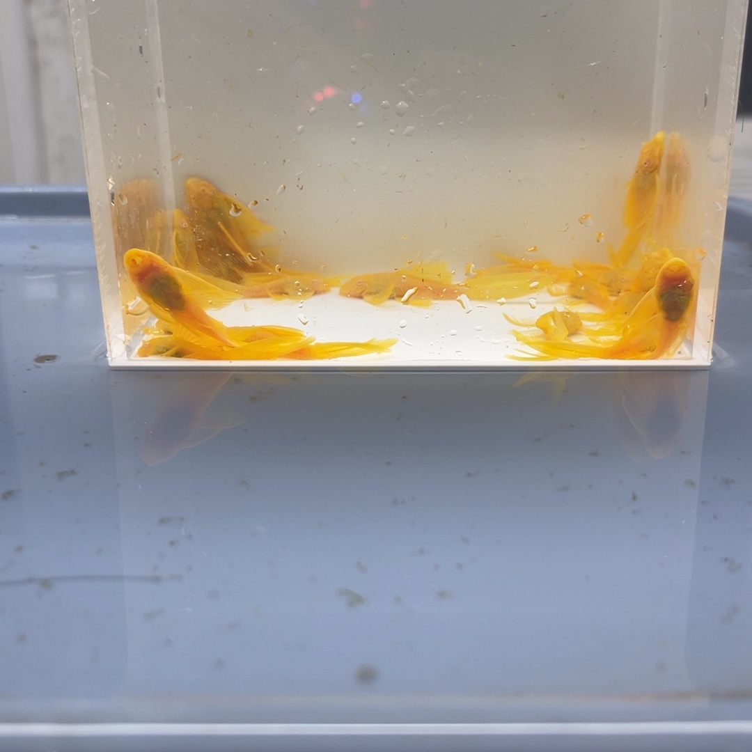 清道夫鱼24k大帆20条开箱视频报损