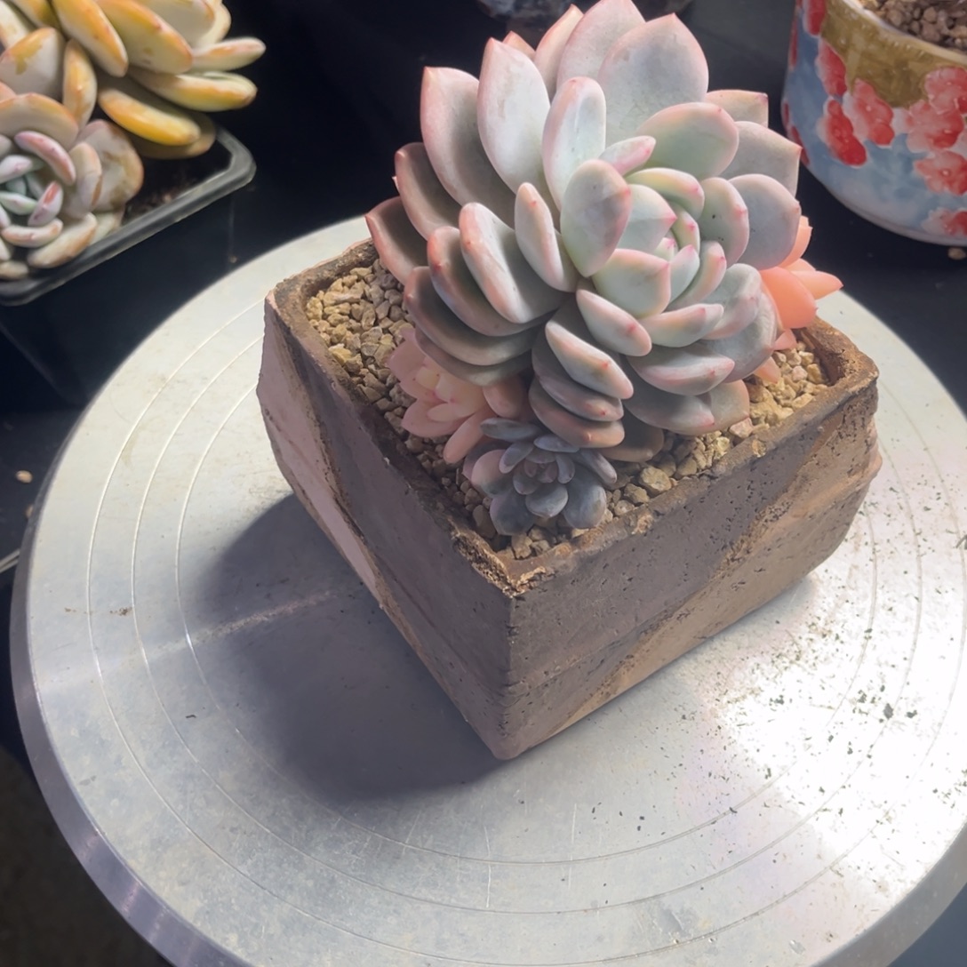 W***g橙梦露锦裙一物一拍