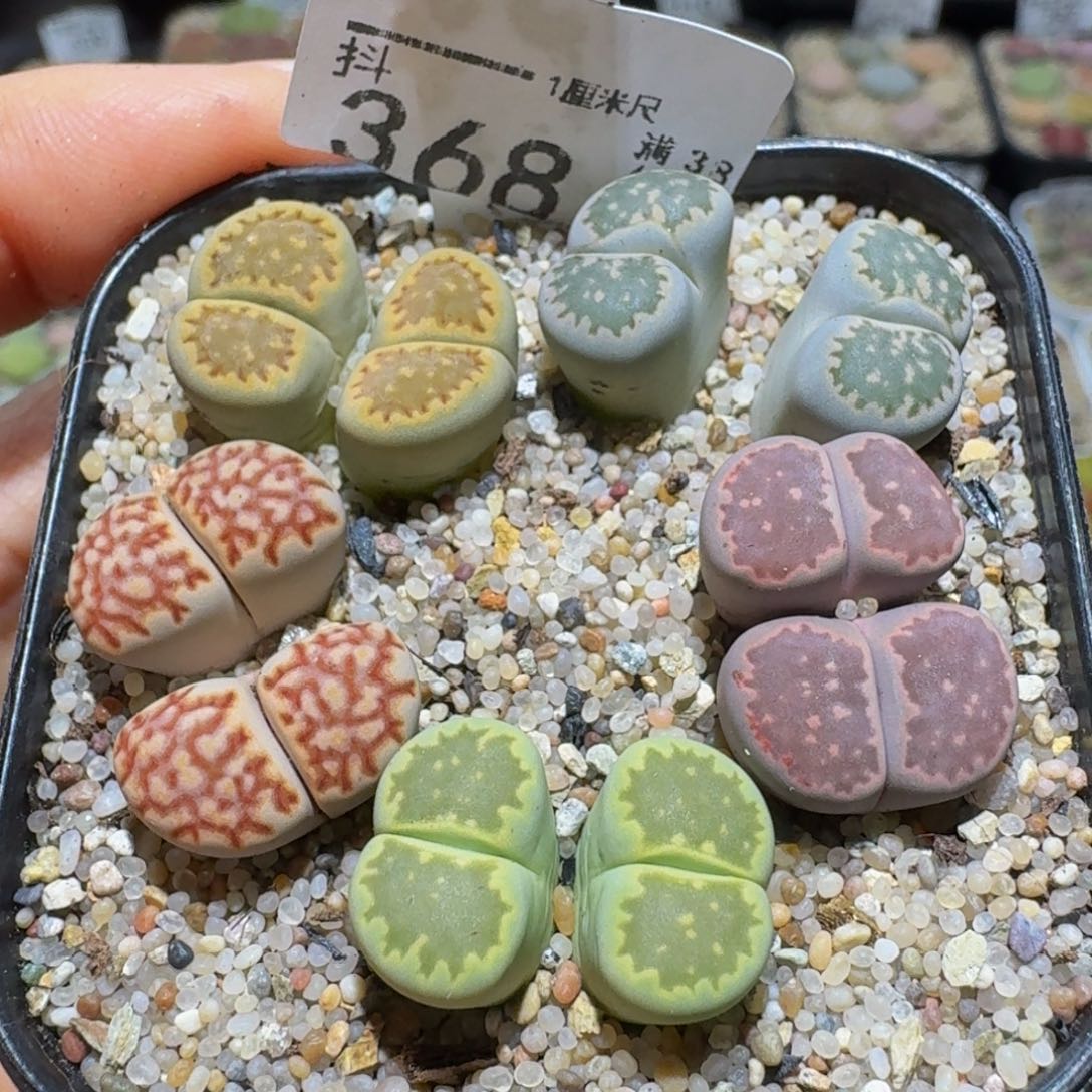 Ssss精品生石花368