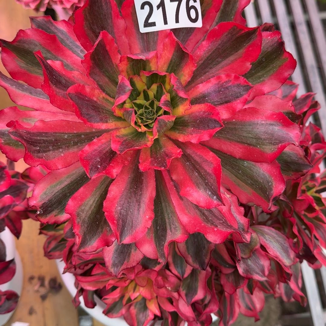 小***子魅影多肉植物2176寄养