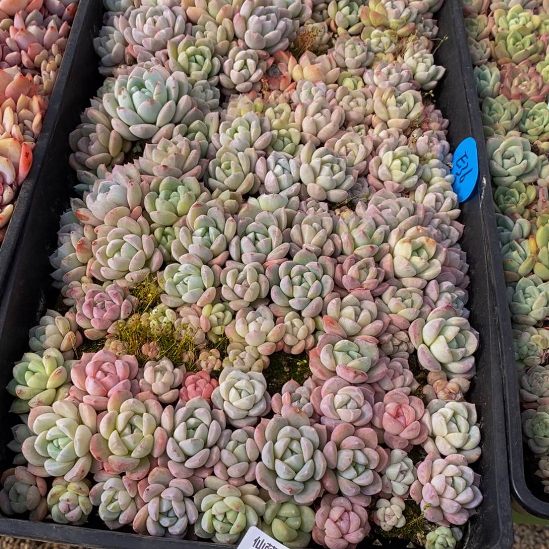 雨*＆978多肉植物保护研究所所长助理