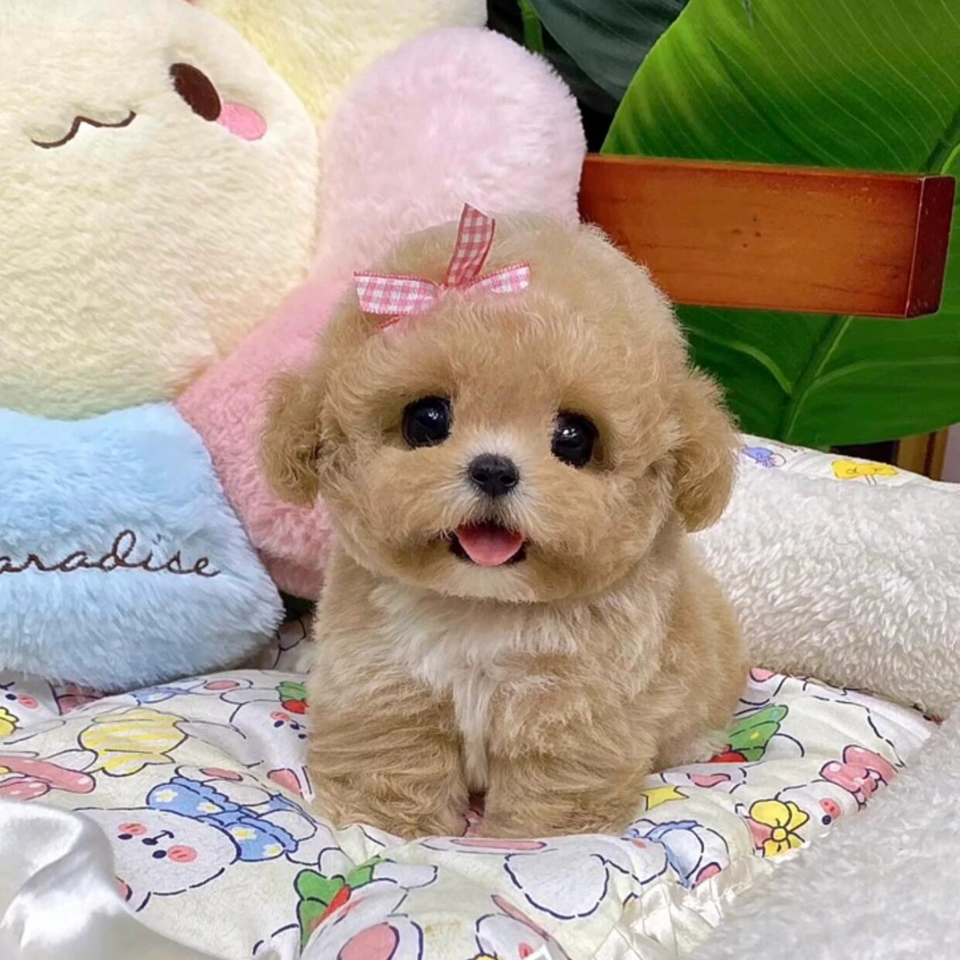 泰迪犬幼犬宠物活体