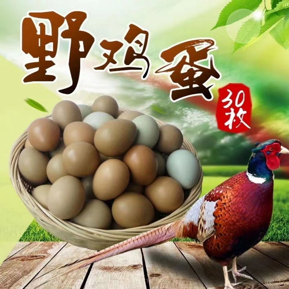 正宗七彩山鸡蛋包邮破损包赔