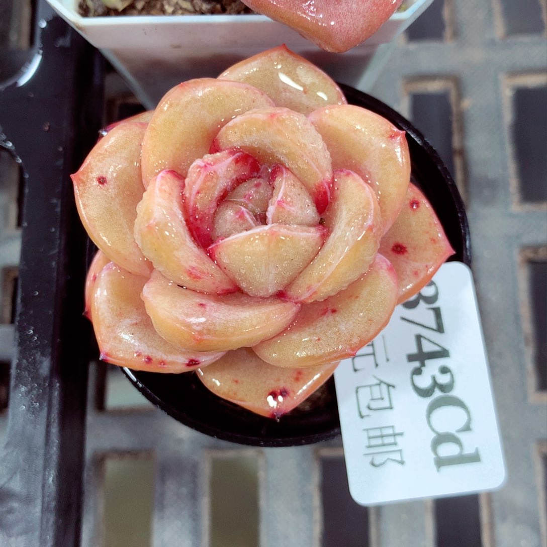 5厘米盆精控多肉3743