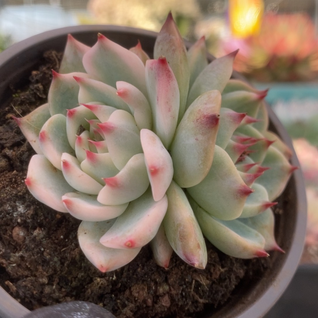 036锦锦锦锦锦锦锦锦