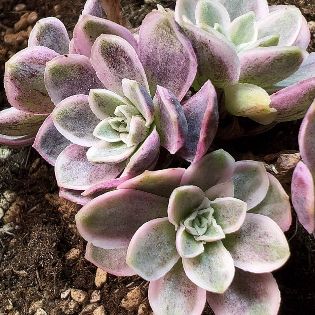 山地玫瑰锦秋夕890号