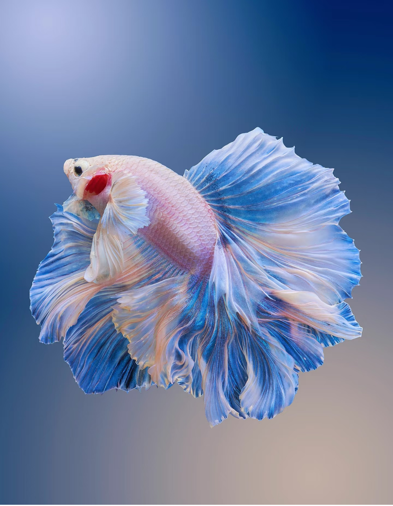 泰国斗鱼直播间选号