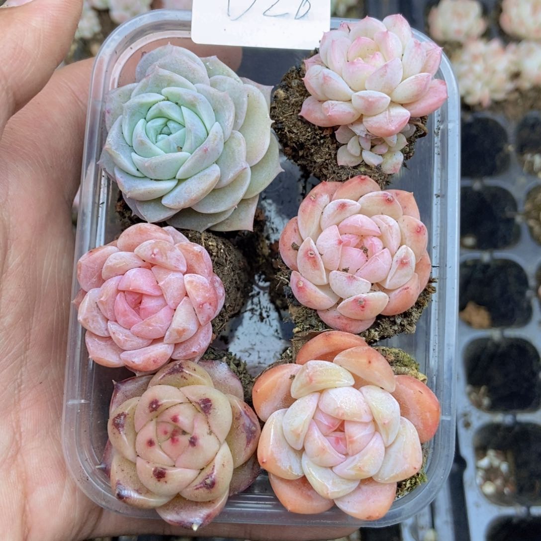 春泥家框拍链接D28