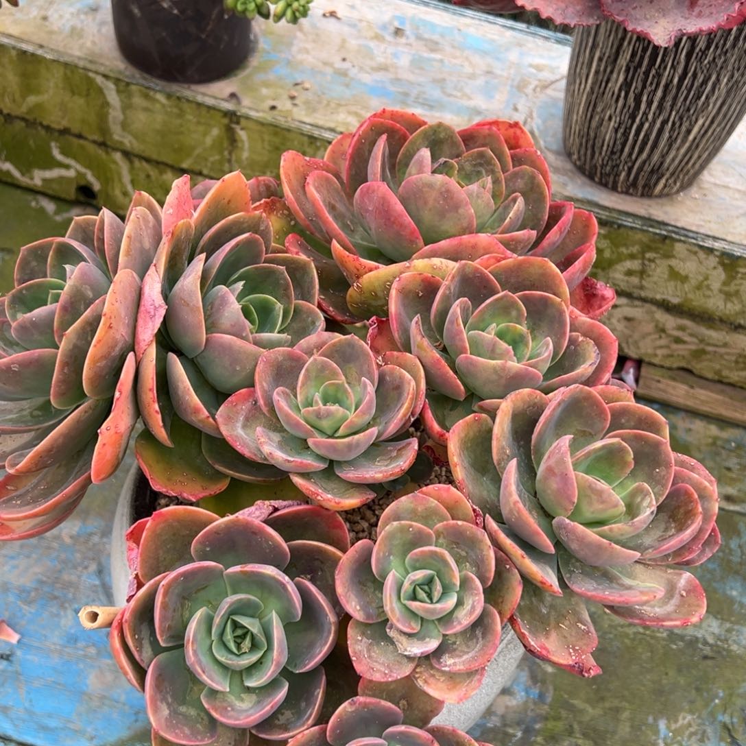 德福脱土发快递。150