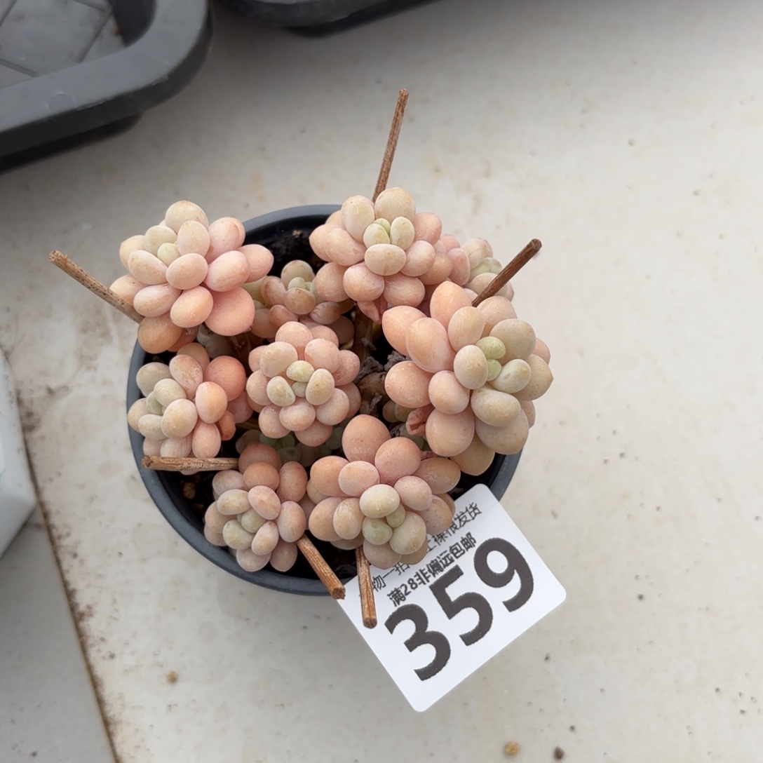 韩系洛可可无盆土