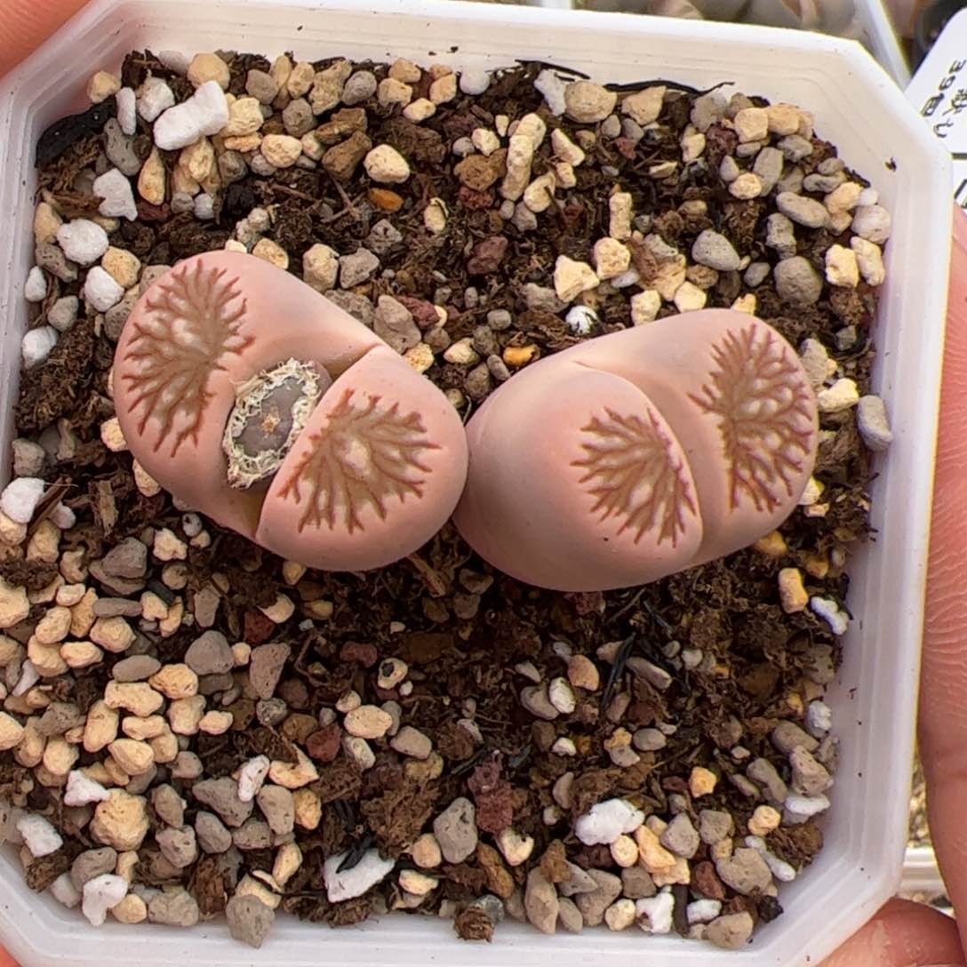 0171号菊 多肉植物