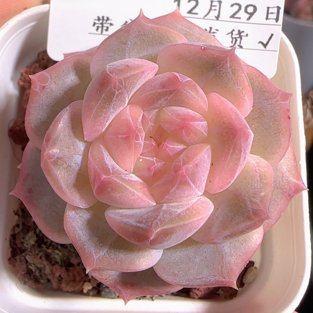 多肉1229-149糖心