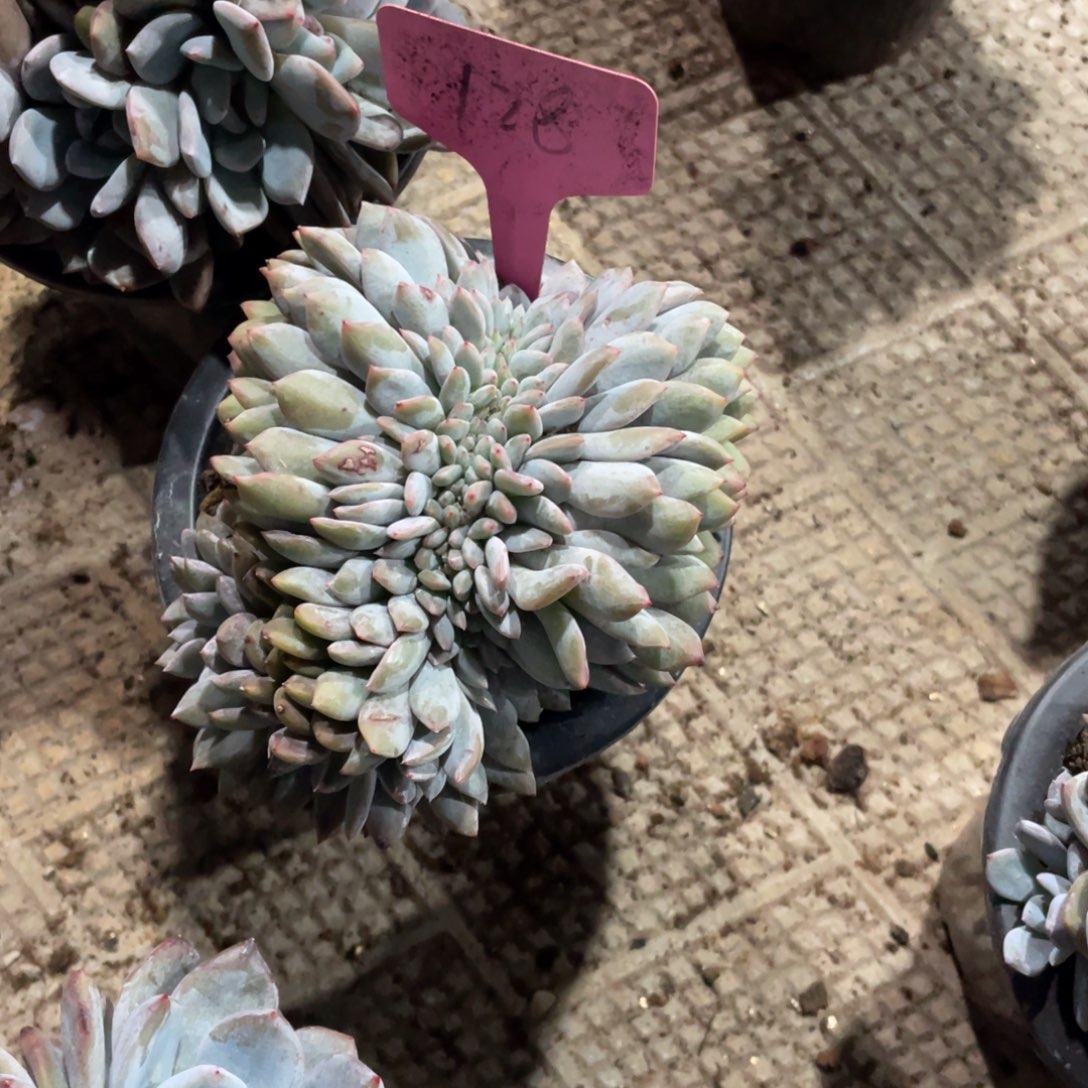 橙***星影缀化多头群生128