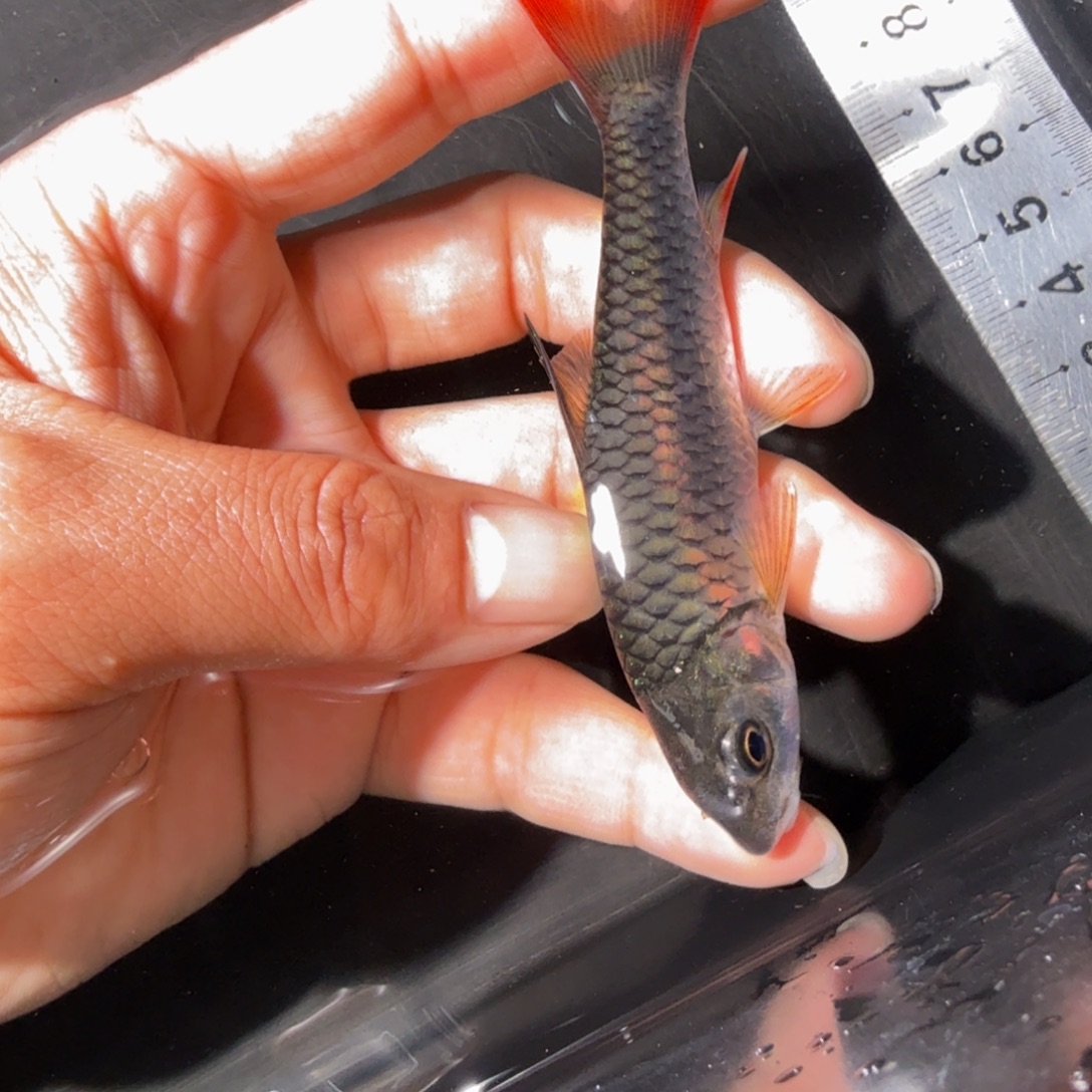 海水鱼蓝鳍彩虹  吉罗鱼