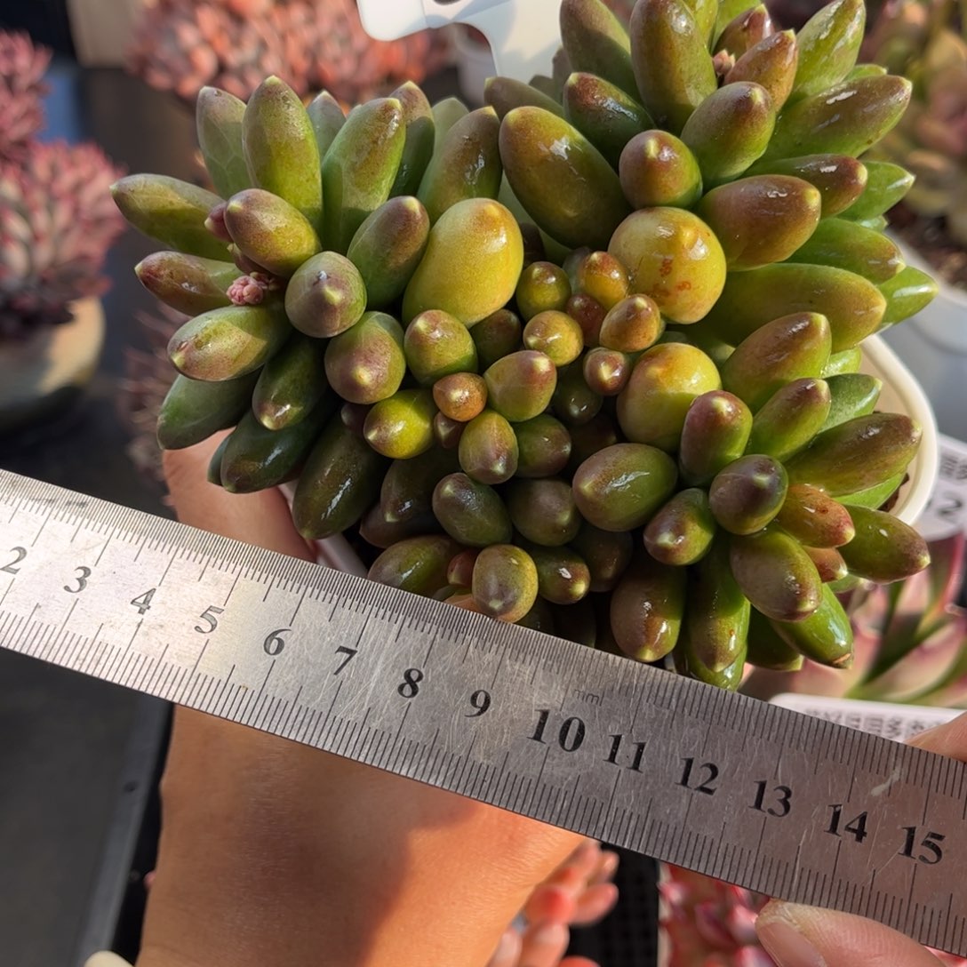 多肉植物0523 满30包邮